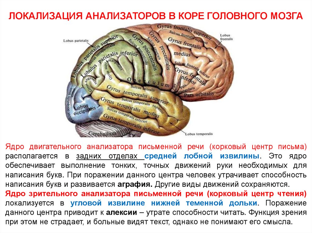 Центральная извилина мозга. Извилины головном мозге анатомия. Прецентральная борозда головного мозга.