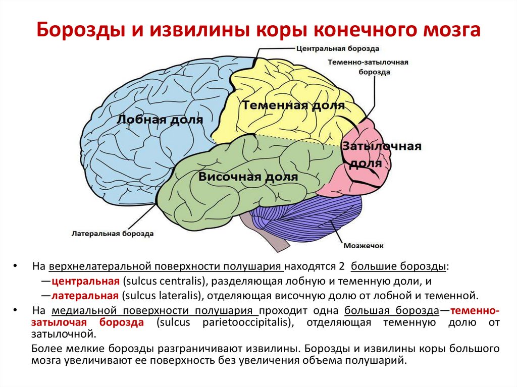 Нервные центры больших полушарий головного мозга. Борозды и извилины полушарий головного мозга. Головной мозг строение извилины. Строение полушарий головного мозга доли борозды извилины. Борозды доли извилины коры головного мозга.