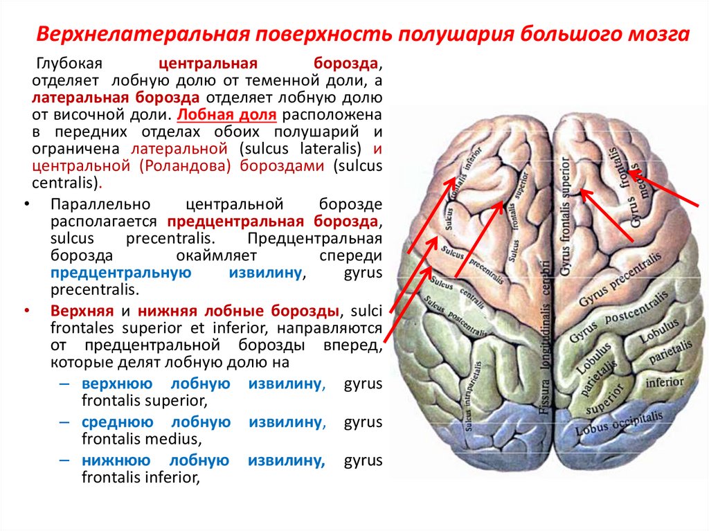 Поверхность головного мозга имеет. Верхнелатеральная поверхность головного мозга. Борозды и извилины ВЕРХНЕЛАТЕРАЛЬНОЙ поверхности. Извилины Верхне-латеральной поверхности.