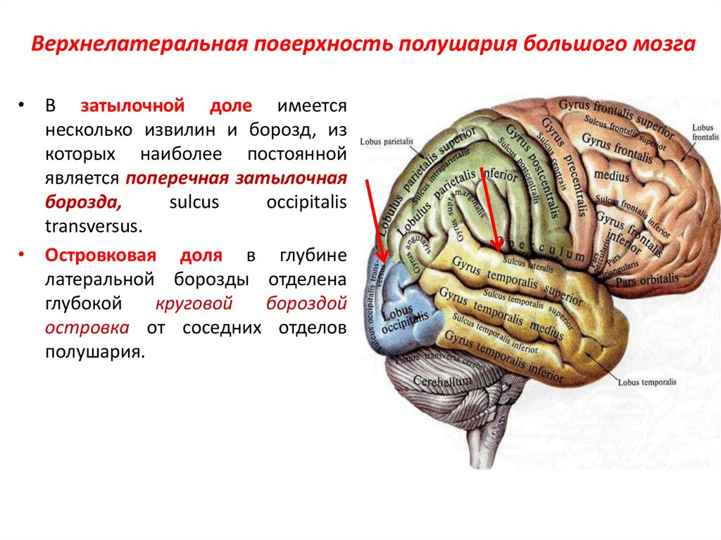 Поверхность головного мозга имеет. На поверхности полушарий большого мозга борозды и извилины. Верхнелатеральная поверхность полушария головного мозга. Борозды лобной доли анатомия. Доли борозды и извилины больших полушарий анатомия.