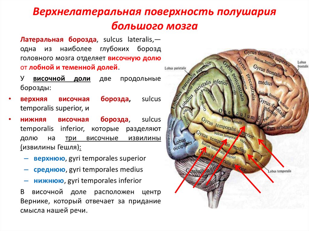 Каковы строение больших полушарий головного мозга