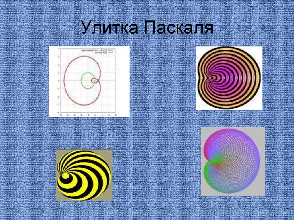 Презентация улитка паскаля