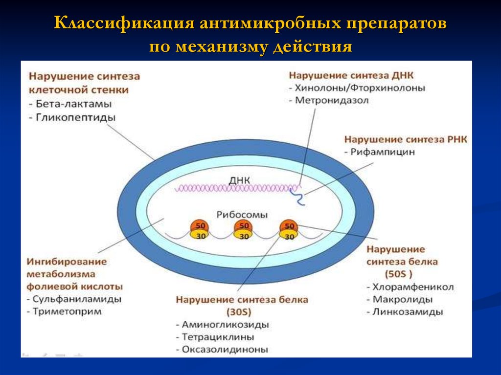 Механизм действия антибиотиков