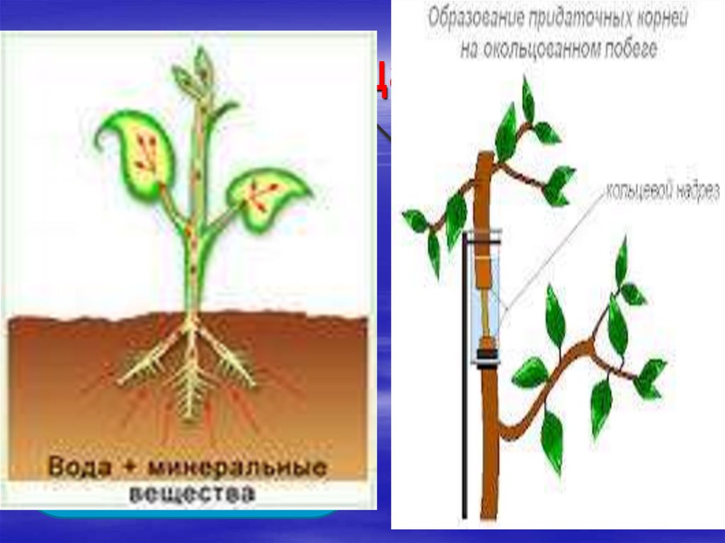 Передвижение воды в корне. Транспорт воды и Минеральных веществ в корнях. Передвижение воды и питательных веществ в растении. Транспорт воды в растении. Путь передвижения воды по растению.