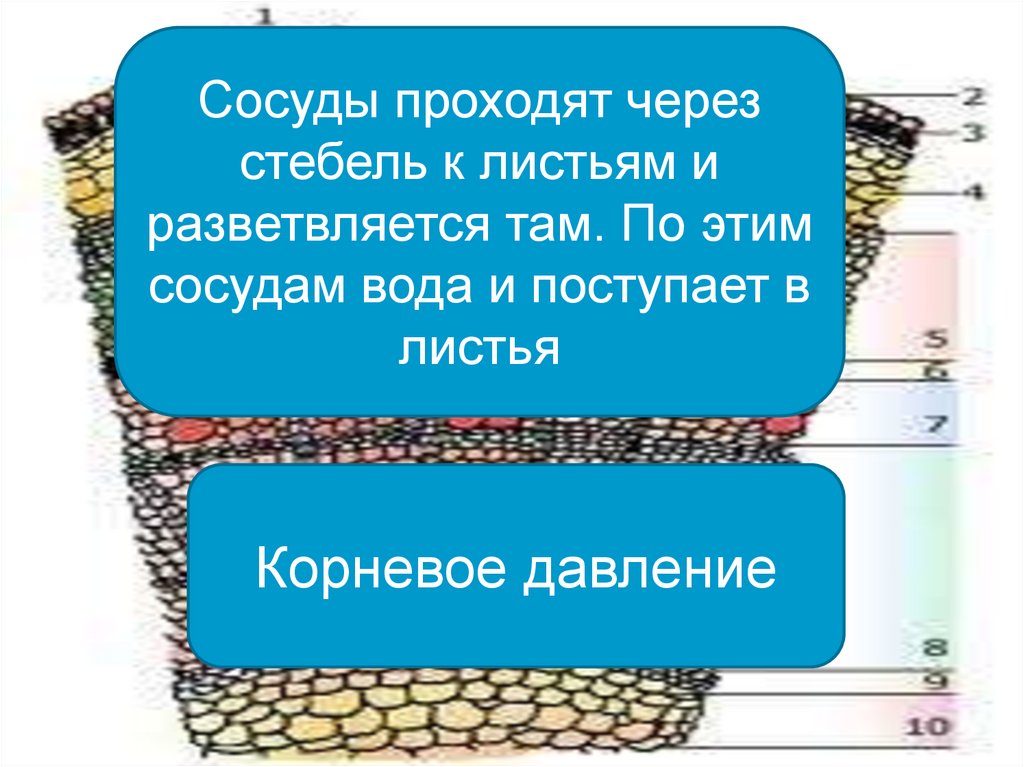 Передвижение по воде 1 класс технология презентация