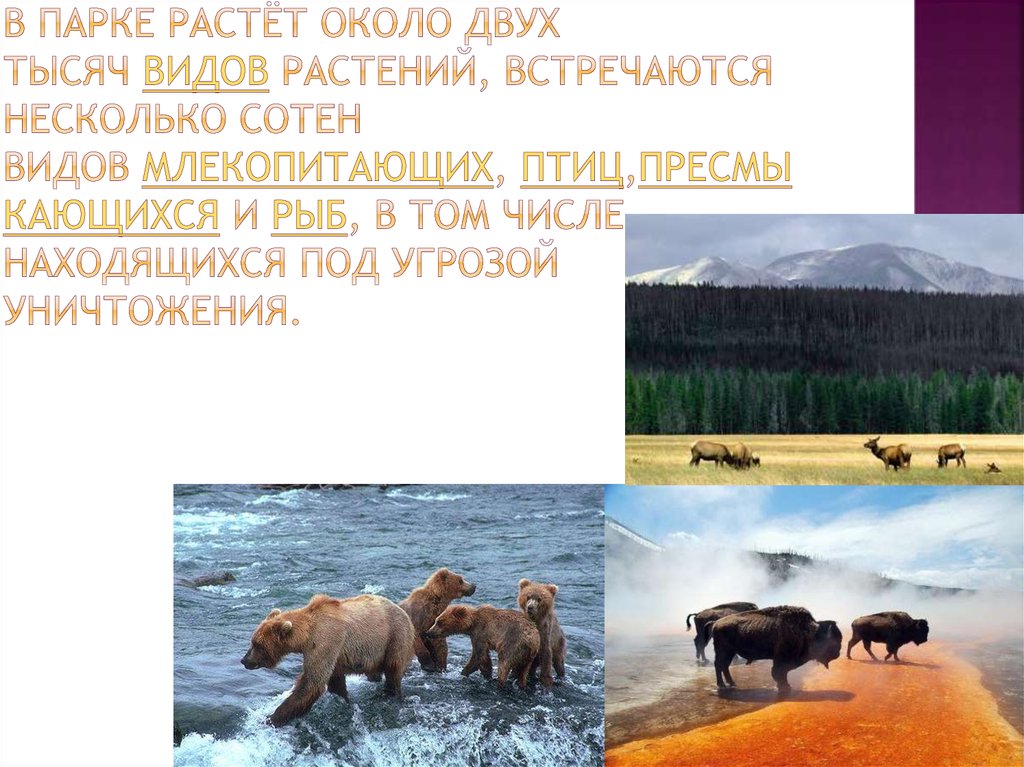 В парке растёт около двух тысяч видов растений, встречаются несколько сотен видов млекопитающих, птиц,пресмыкающихся и рыб, в