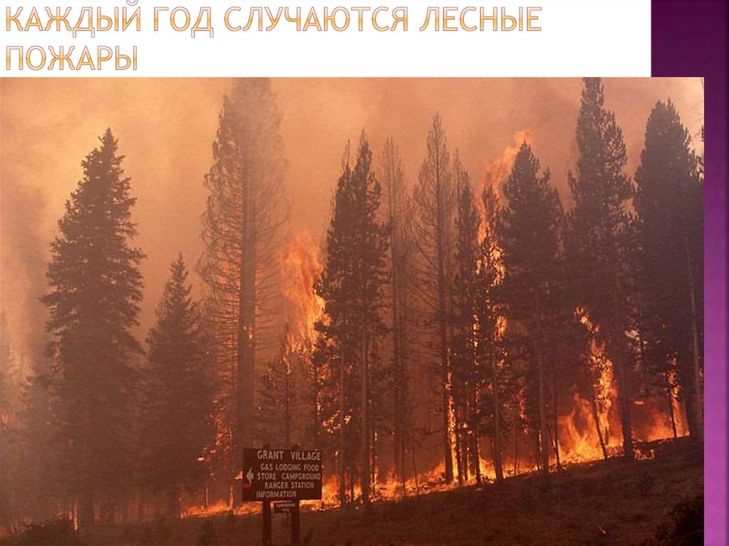 Каждый год случаются лесные пожары