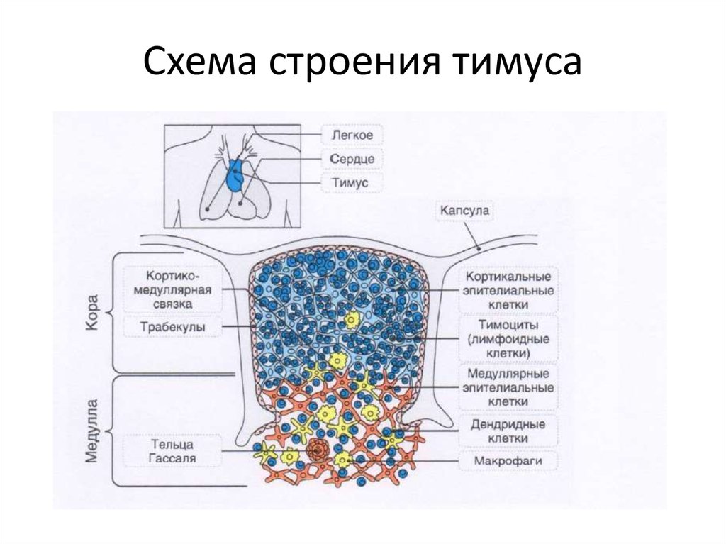 Схема строения фото