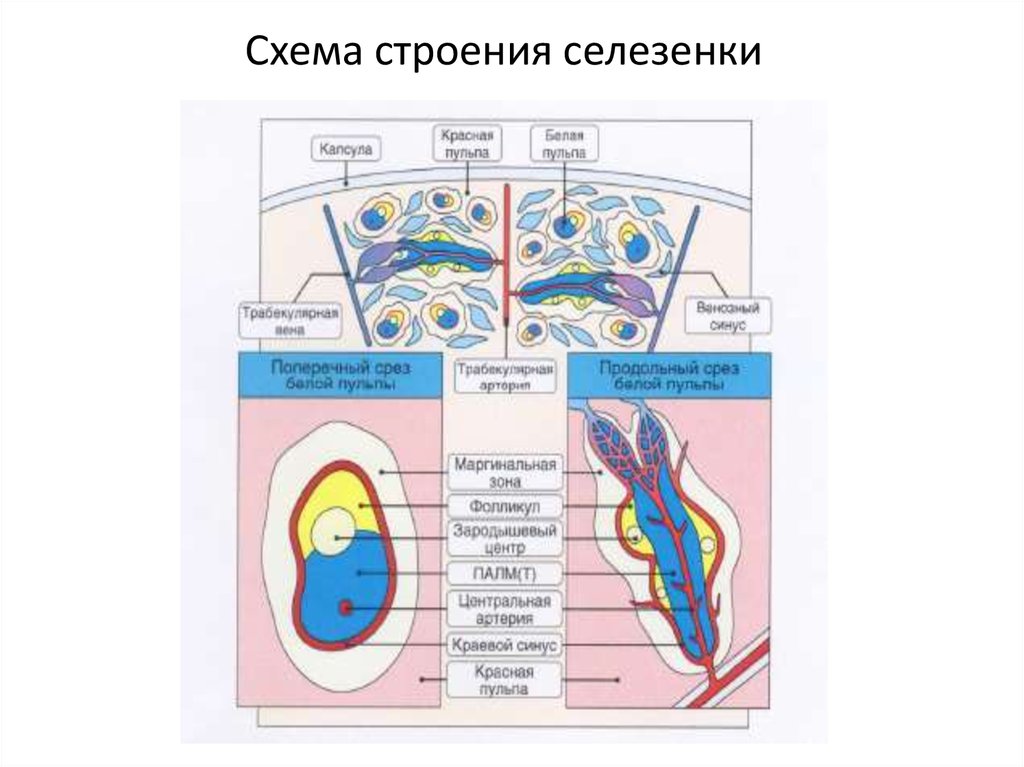 Селезенка схема. Строение белой пульпы селезенки. Схема строения селезенки иммунология. Внутреннее строение селезенки анатомия. Основные структуры селезенки иммунология рисунок.