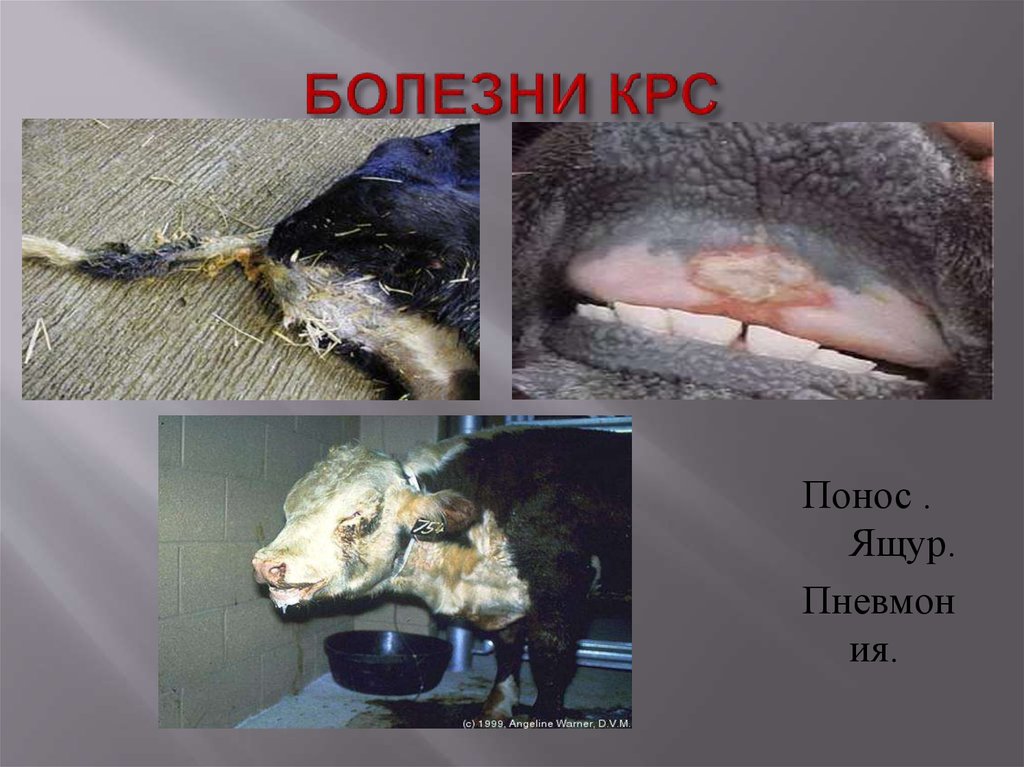 БОЛЕЗНИ КРС