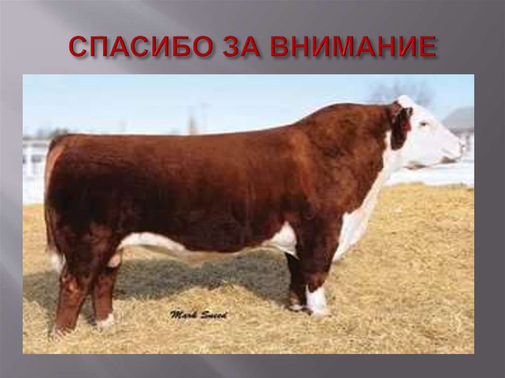 СПАСИБО ЗА ВНИМАНИЕ