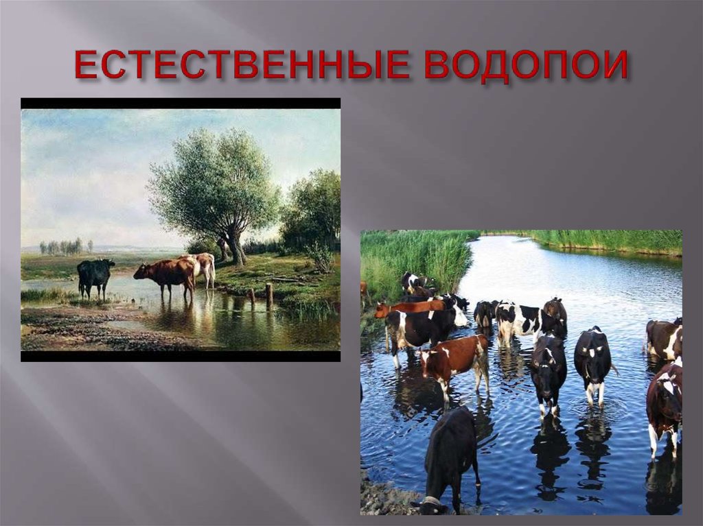 ЕСТЕСТВЕННЫЕ ВОДОПОИ
