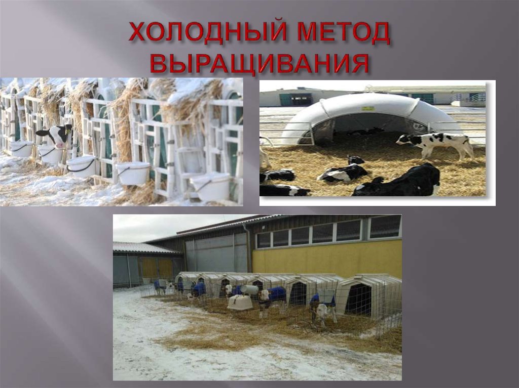 ХОЛОДНЫЙ МЕТОД ВЫРАЩИВАНИЯ