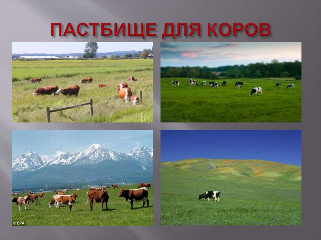 ПАСТБИЩЕ ДЛЯ КОРОВ