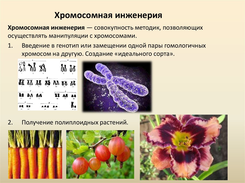 Гибриды бактерий. Хромосомная инженерия в селекции растений. Метод полиплоидов в хромосомной инженерии. Хромомосмная инженерия. Методы хромосомной инженерии в селекции.