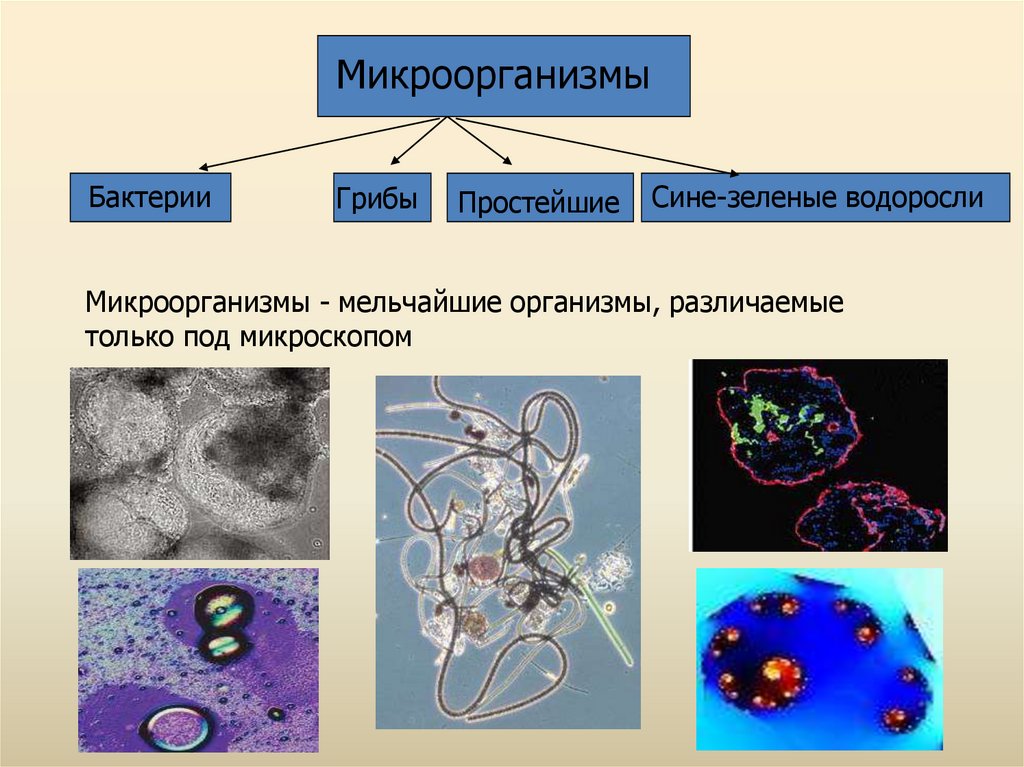 Селекция микроорганизмов фото