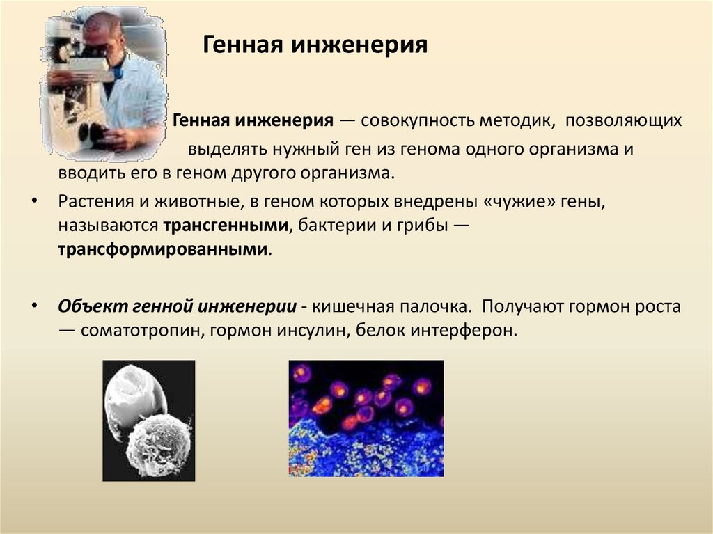 Селекция микроорганизмов презентация 9 класс