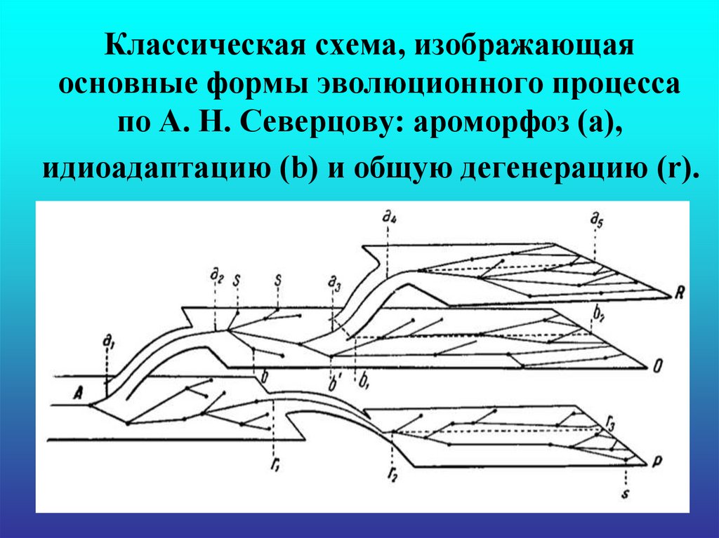 Закон северцова схема