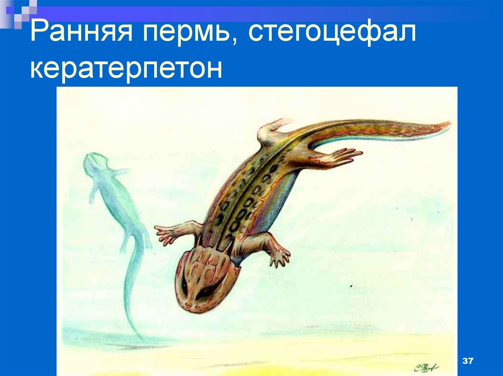 1 земноводного. Древние амфибии стегоцефалы. Стегоцефалы девона. Древние амфибии Лабиринтодонты. Девонский период стегоцефалы.