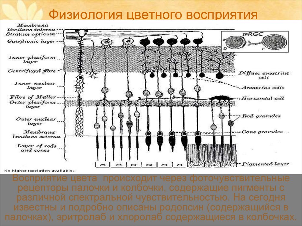 Свет процесс восприятия света. Восприятие цвета физиология. Механизм восприятия цвета. Физиологические механизмы цветового зрения. Физиология восприятия цвета человеком.