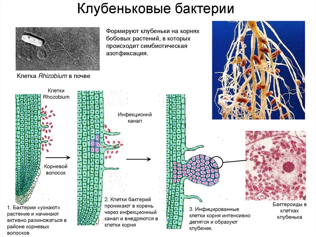 Азотфиксирующие бактерии презентация