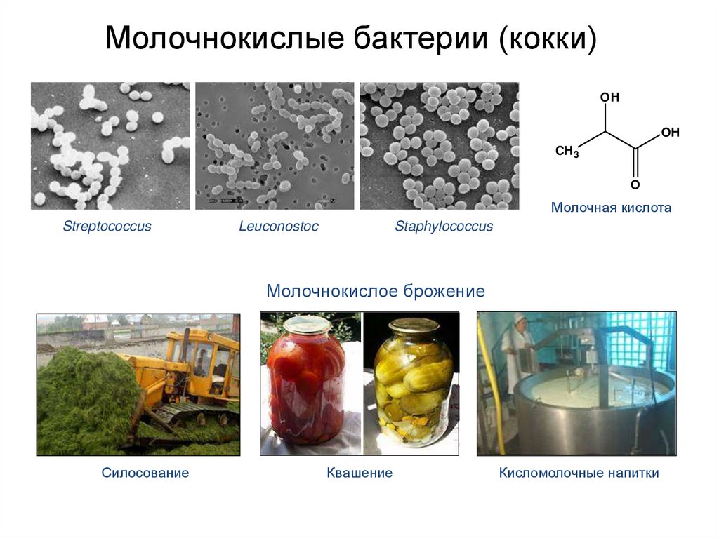 Молочнокислое квашение