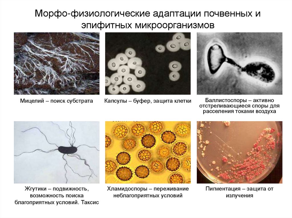 Адаптация микроорганизмов. Адаптация бактерий. Адаптация бактерий примеры. Физиологические адаптации бактерий.