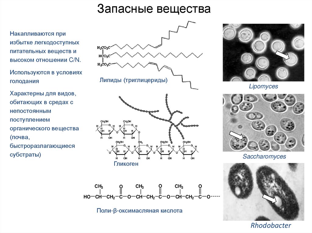 Соотнесите объекты с их обозначениями на рисунке гранула запасных веществ межмембранное пространство