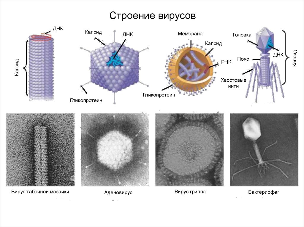 Вирусы форма строение. Строение вирусной частицы схема. Строение вириона бактериофага. Классификация вирусов по форме вириона. Схема строения вирусов и типы.