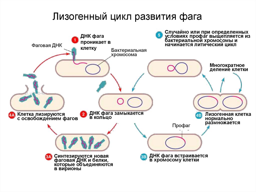 Бактерия донор. Этапы жизненного цикла бактериофага т4. Типы жизненных циклов фагов и их этапы. Цикл развития умеренного бактериофага. Литический жизненный цикл вируса.