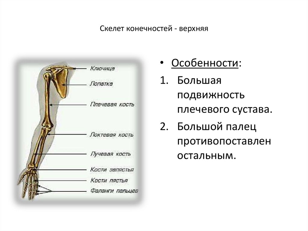 Скелет пояса свободной верхней конечности. Отделы скелета верхней конечности. Строение пояса верхних конечностей человека. Кости пояса верхней конечности человека анатомия. Скелет свободной верхней конечности анатомия.
