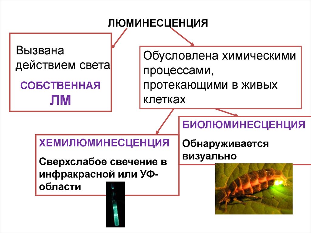 Хемилюминесценция презентация по физике