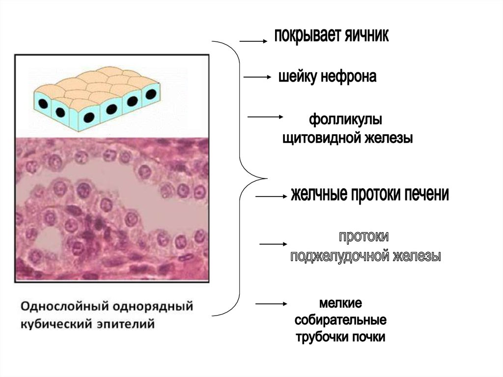 Железистая ткань что это