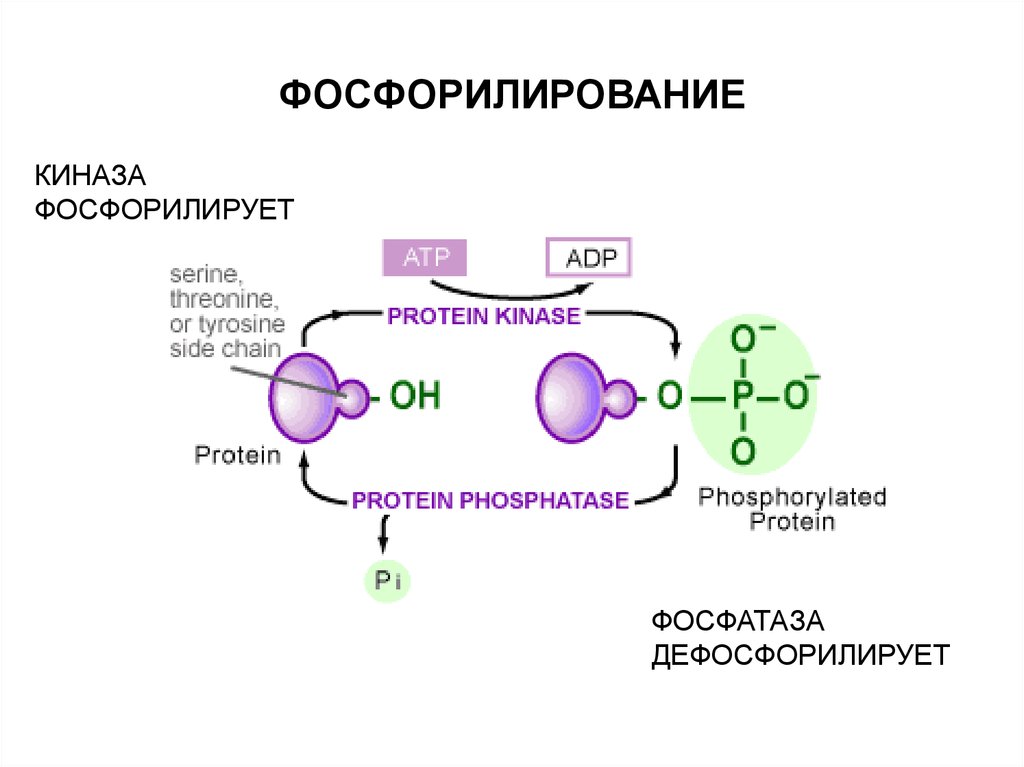 Модификация белка это