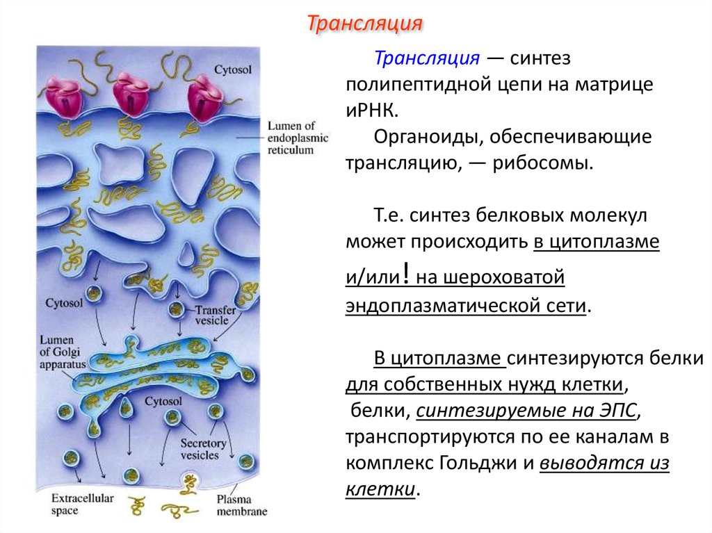 Трансляция 5. Модификация белковых молекул происходит в. Модификация белков в клетке. Посттрансляционная модификация белков схема. Презентация посттрансляционная модификация белков.