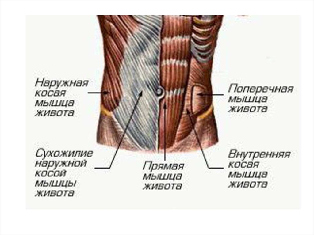 Мышцы передней стенки живота анатомия