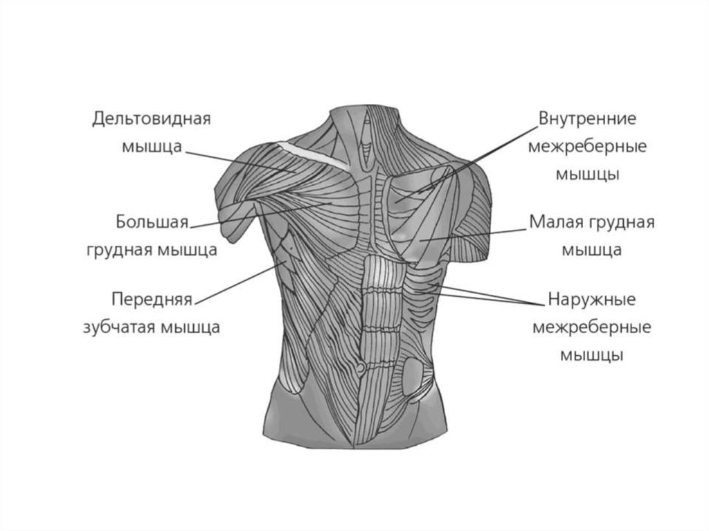 Собственные мышцы. Поверхностные мышцы грудной клетки анатомия. Поверхностные мышцы груди анатомия. Мышцы груди и живота анатомия. Поверхностные мышцы грудины и живота.