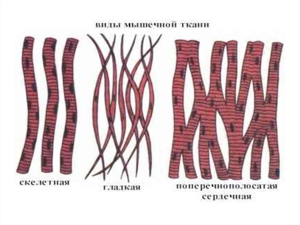 Способности гладкой мышечной ткани