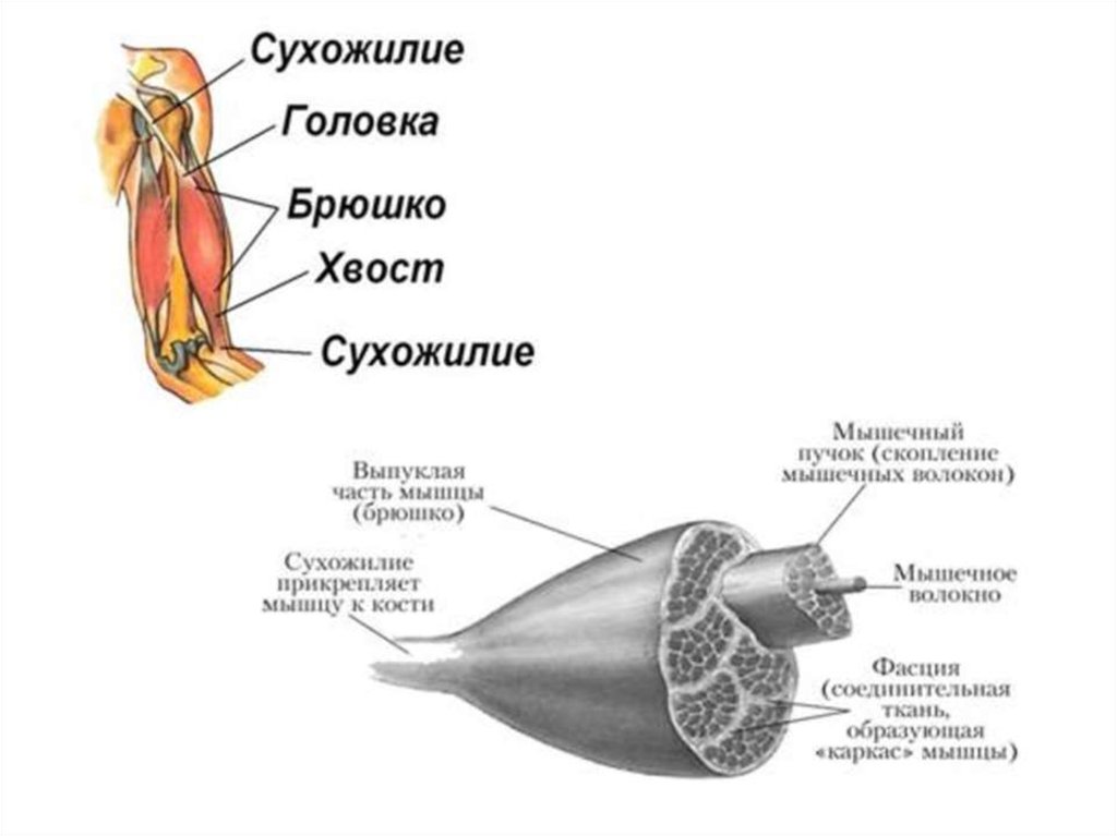 Брюшко мышцы