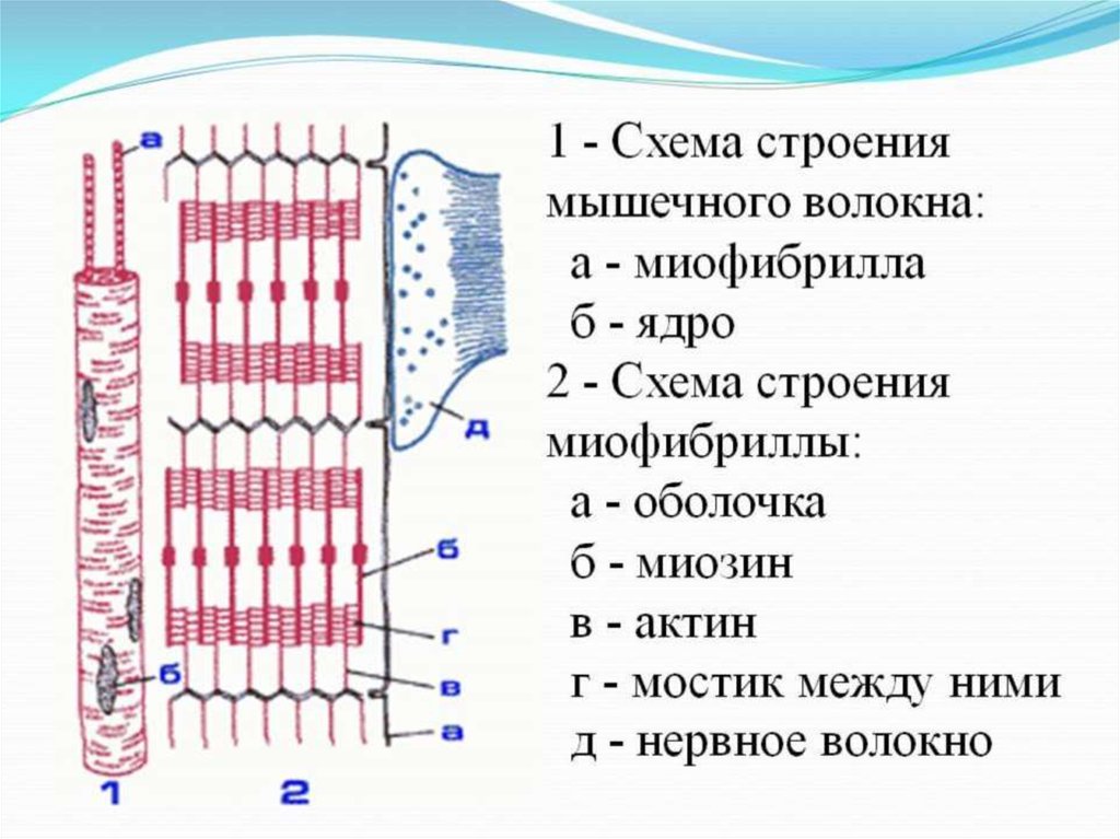 Схема строения мышечного волокна