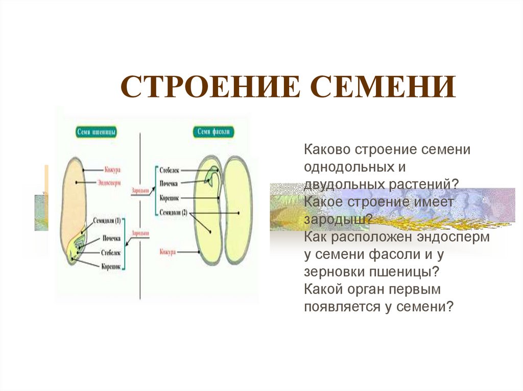 Каково строение семени