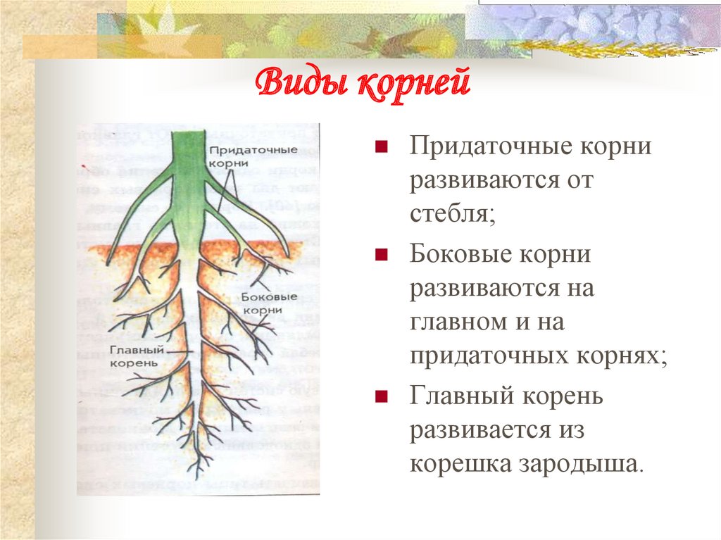 Какие корни образуются на стеблях и листьях. Главный корень боковой корень придаточный корень. Придаточные корни функции.