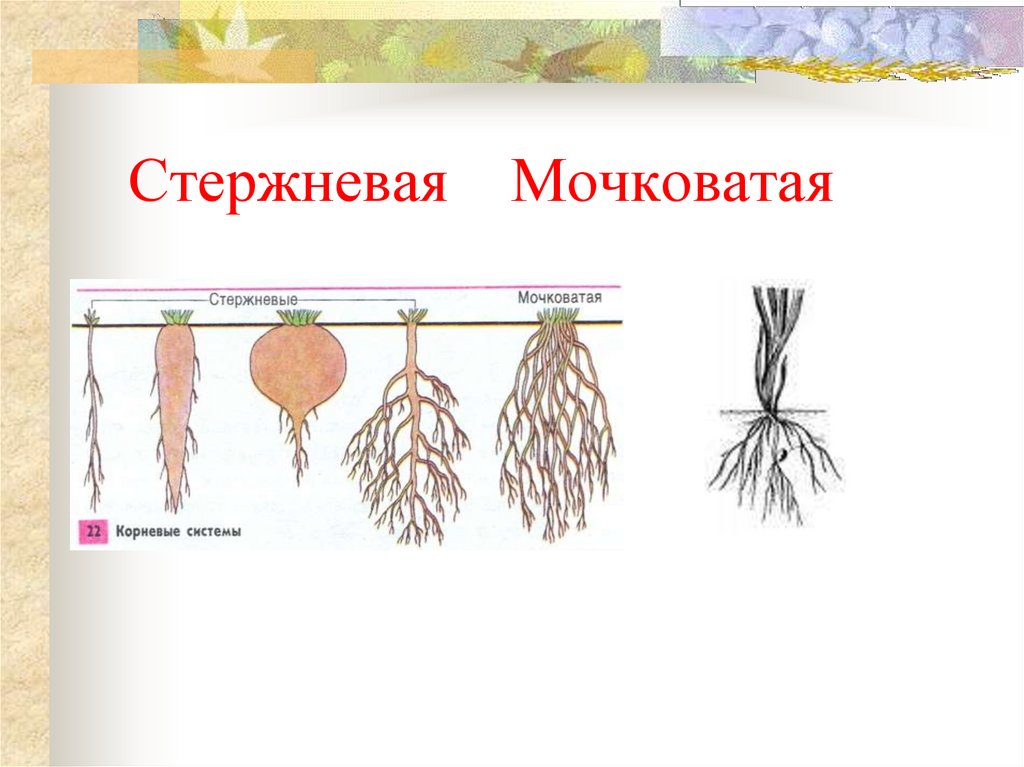 Растений имеют мочковатую корневую систему