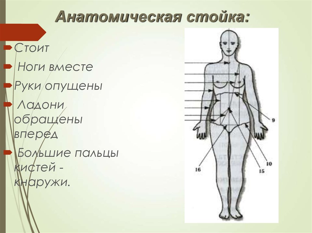 Анатомическое положение тела. Анатомическая стойка. Анатомическая стойка в анатомии это. Положение тела анатомия. Человек в анатомическом положении.