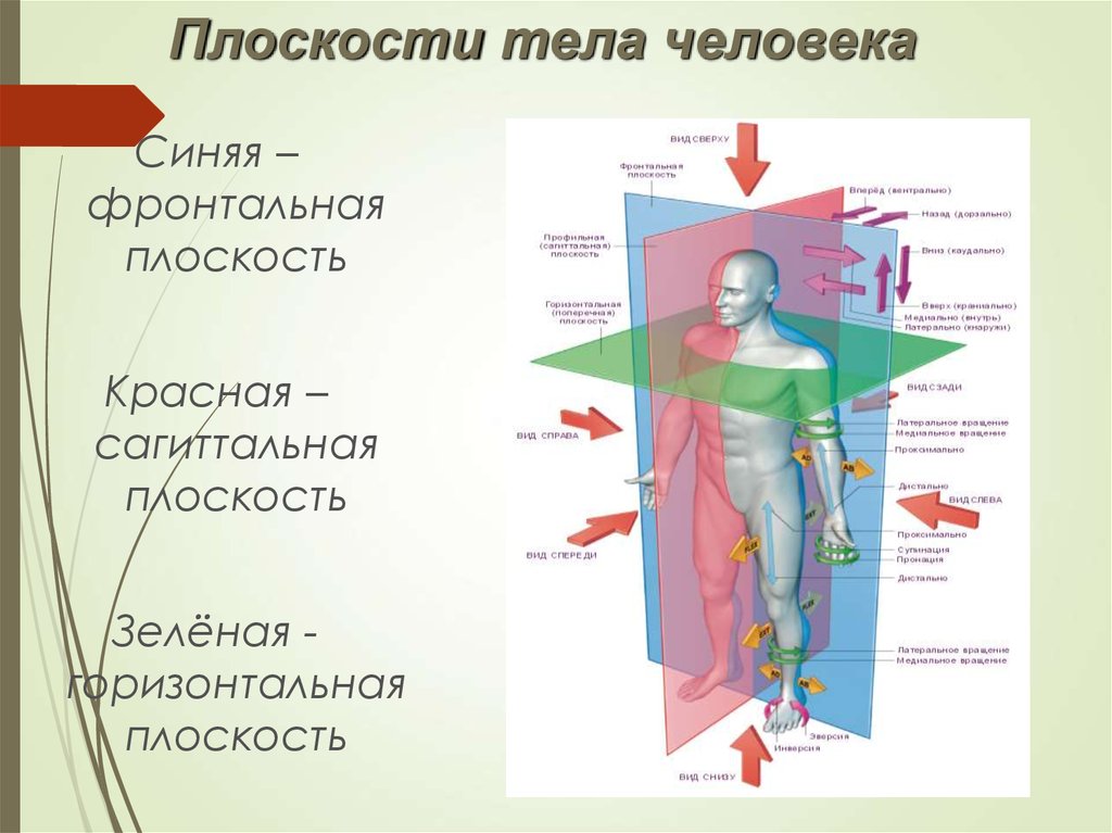 Теле ориентация. Фронтальная сагиттальная и горизонтальная плоскость. Сагиттальная плоскость и фронтальная ось. Плоскости тела человека. Оси и плоскости тела человека.