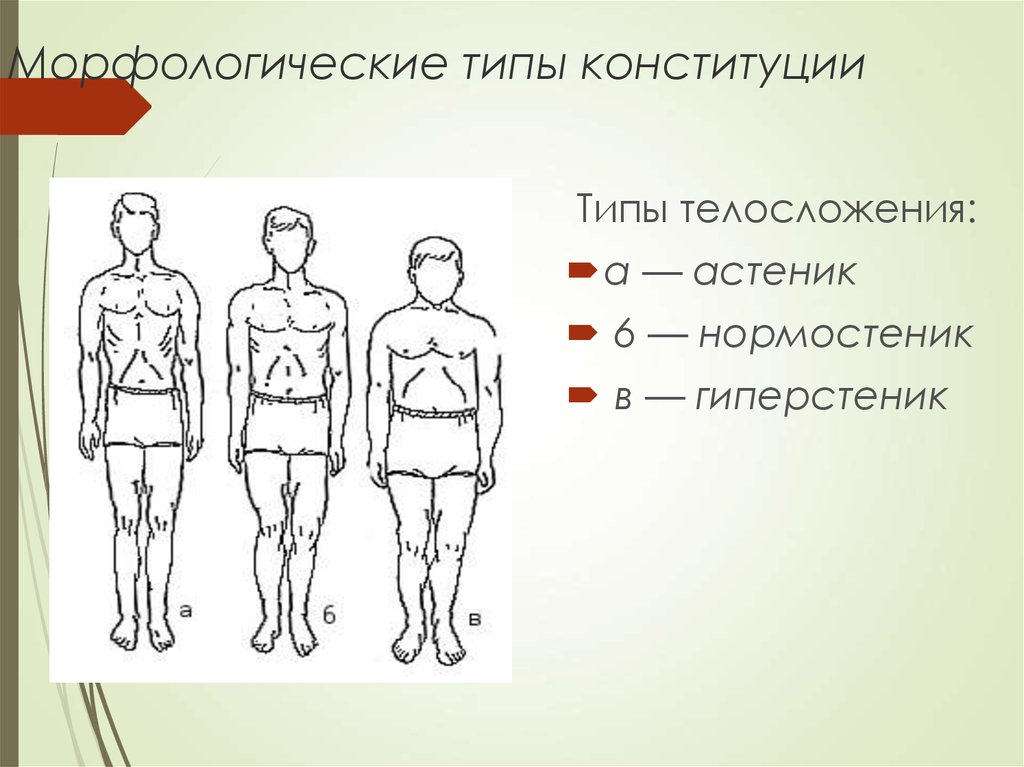 Телосложение тип конституции. Астеник, нормостеник или гиперстеник. Типы телосложения человека астеник нормостеник гиперстеник. Тип Конституции человека нормостеник. Конституция человека морфологические типы Конституции.