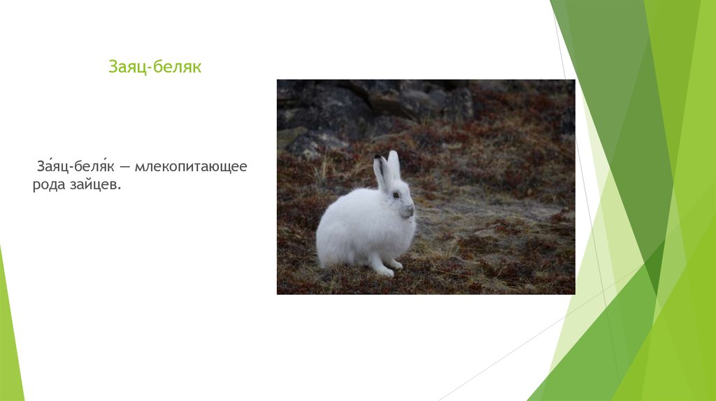 В какой природной зоне обитает заяц. Заяц Беляк описание. Род зайца беляка. Информация о зайце беляке. Заяц Беляк красная книга.