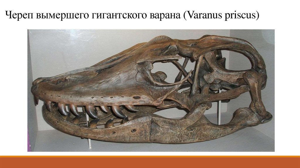 Череп вымершего гигантского варана (Varanus priscus) 