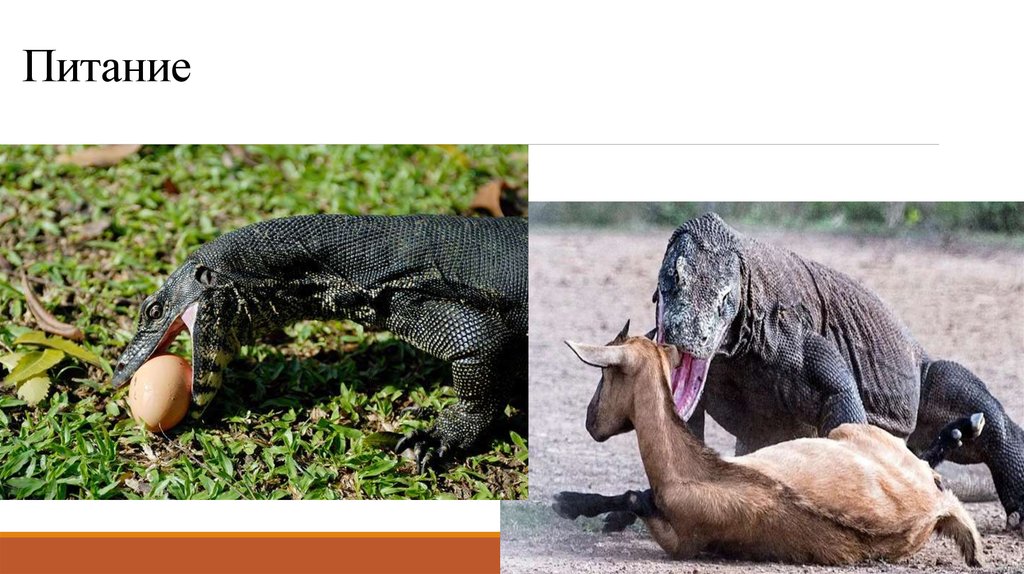 Питание