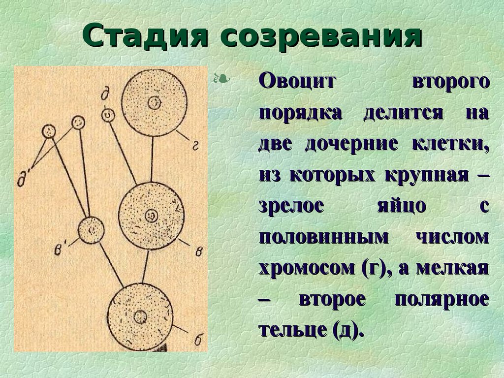 Физиологическая зрелость животных